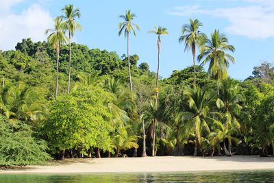 Scenic view of palm trees on beach against sky