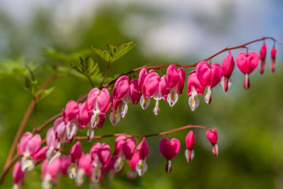 Close-up flowers of a bleeding heart dicentra spectabils