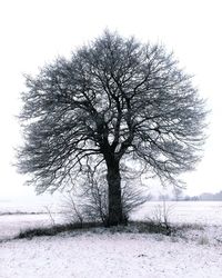 Bare trees on field
