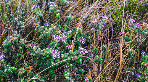 Purple flowers blooming in field