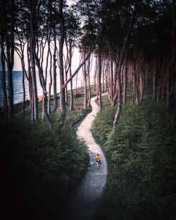 Road amidst trees in forest