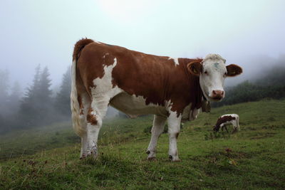 Cows standing on field against sky