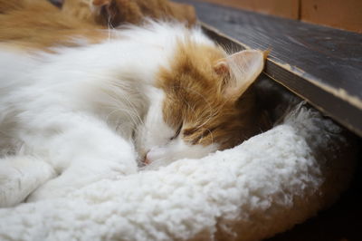 Close-up of cat sleeping