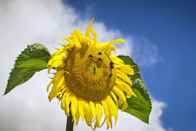 Close-up of insects pollinating on sunflower