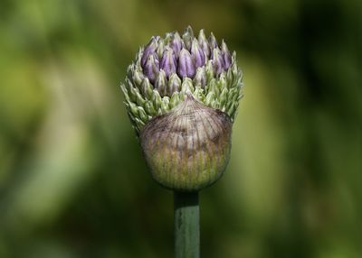 Close-up of purple flower buds