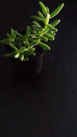 Close-up of potted plant against black background