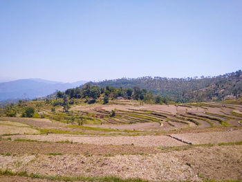 Scenic view of field against clear sky