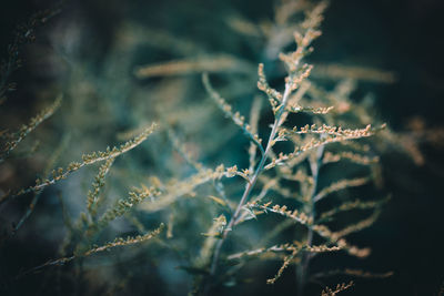 Close-up of water drops on leaf