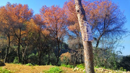 Bare trees in forest during autumn