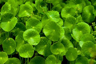 High angle view of green leaves