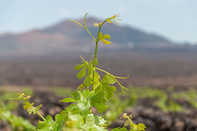 Close-up of plant growing on field