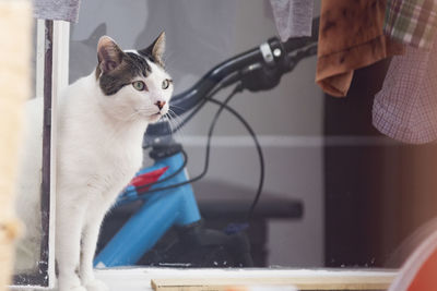 Cat sitting on bicycle