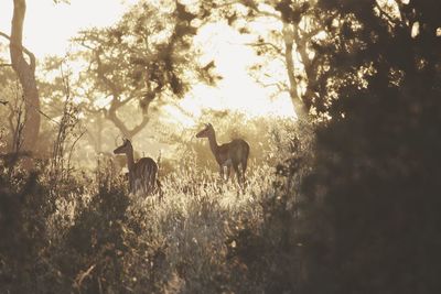 Scenic view deer in forest