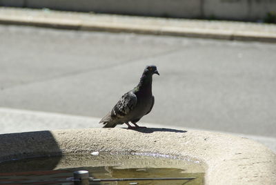 Close-up of bird perching on retaining wall