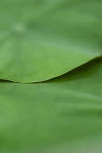 Full frame shot of green leaves