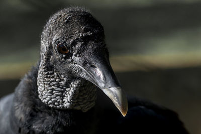 Close-up of a bird looking away