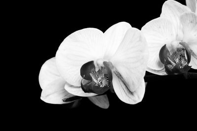 Close-up of flower over black background