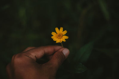 Close-up of hand holding yellow flower