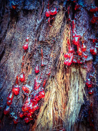 Full frame shot of fruits on tree trunk