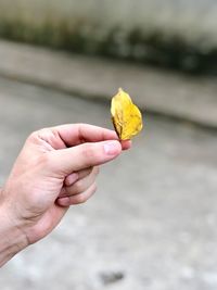 Close-up of hand holding yellow flower