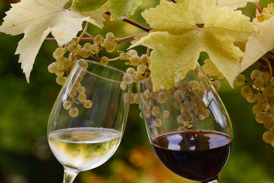 Close-up of grapes in glass