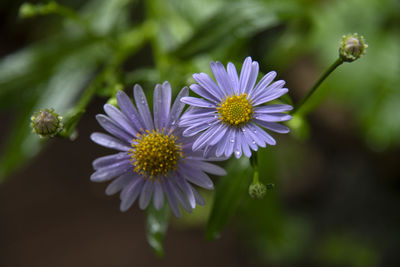 Close-up of purple flowering plant
