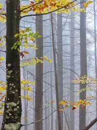 Yellow flowering tree in forest