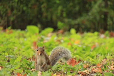 Squirrel on a field