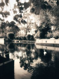 Reflection of trees in water