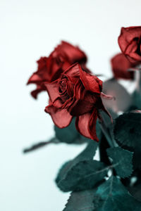 Close-up of red rose against white background