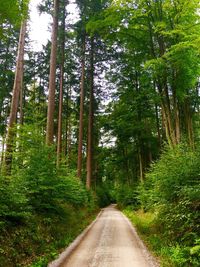 Road amidst trees in forest