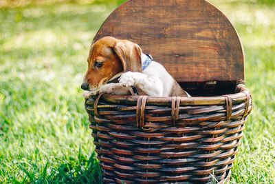 Dog in basket on field
