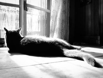 Cat resting on floor at home