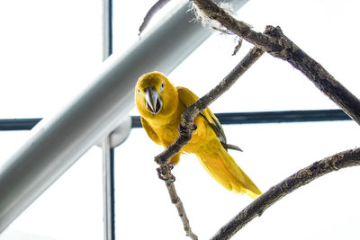 Low angle view of bird perching on branch