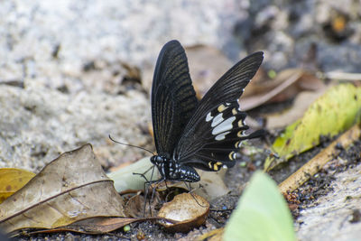 Close-up of butterfly on rock