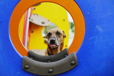 Close-up portrait of dog