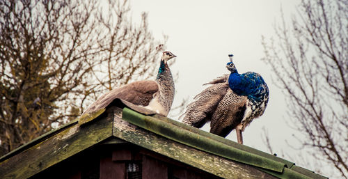 Low angle view of birds perching on roof