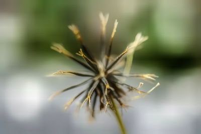 Close-up of dried plant