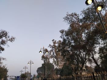 Low angle view of trees against clear sky
