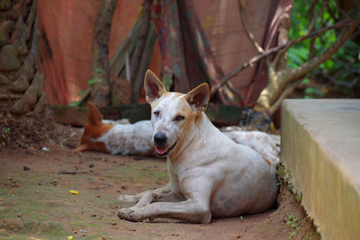 Portrait of dog sitting on field