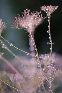 Close-up of wet purple flower