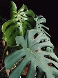 Close-up of fresh green plant against colored background