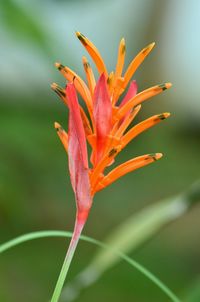 Close-up of flowers blooming outdoors