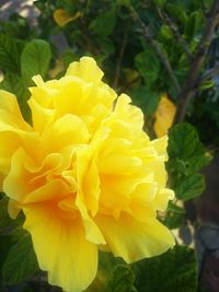 Close-up of yellow flowers blooming outdoors