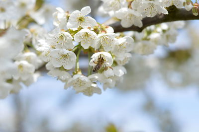 Close-up of white flowers blooming