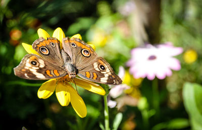 Close-up of butterfly on flower