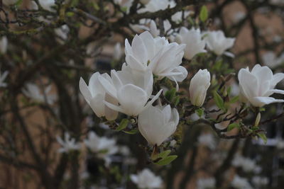 Close-up of white flowering plant