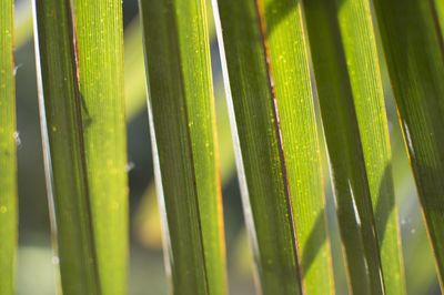 Full frame shot of green leaves