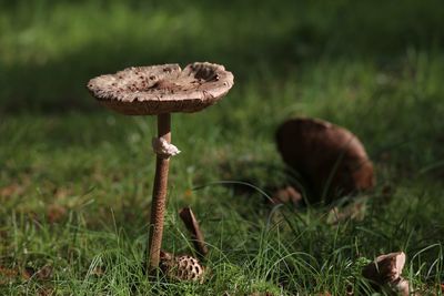 Close-up of mushroom growing on field