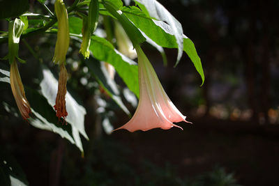 plant
